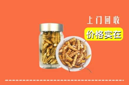 高坪区回收散虫草